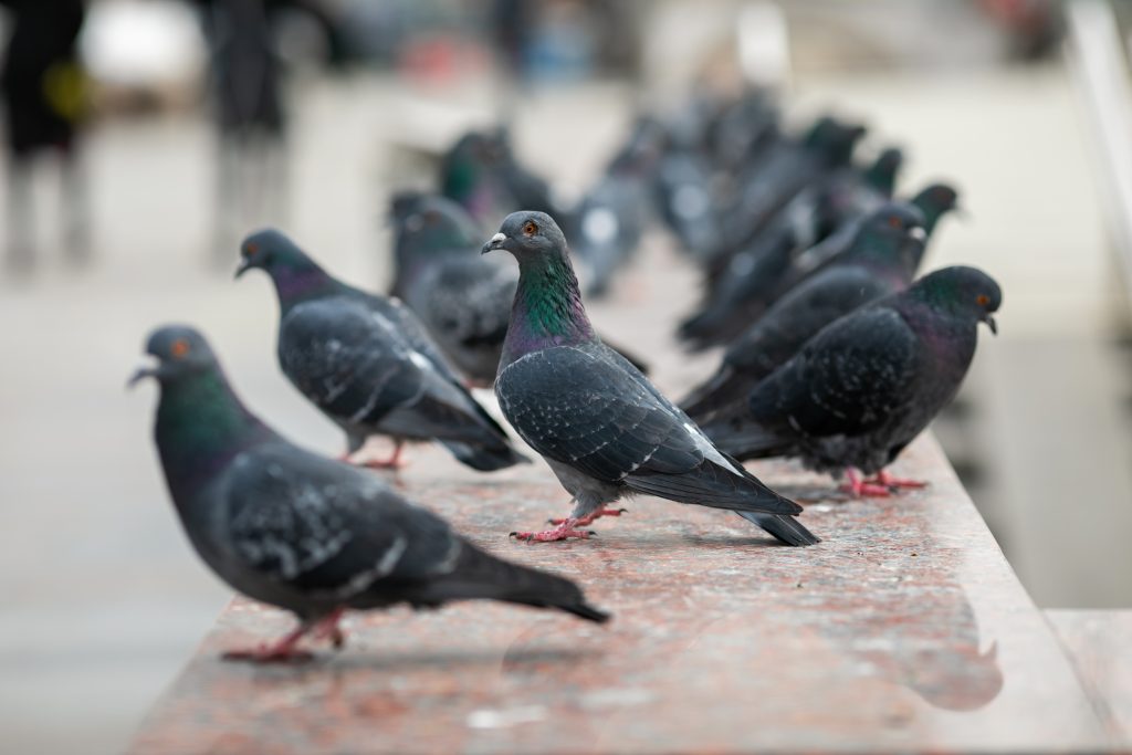 Plaga de Palomas